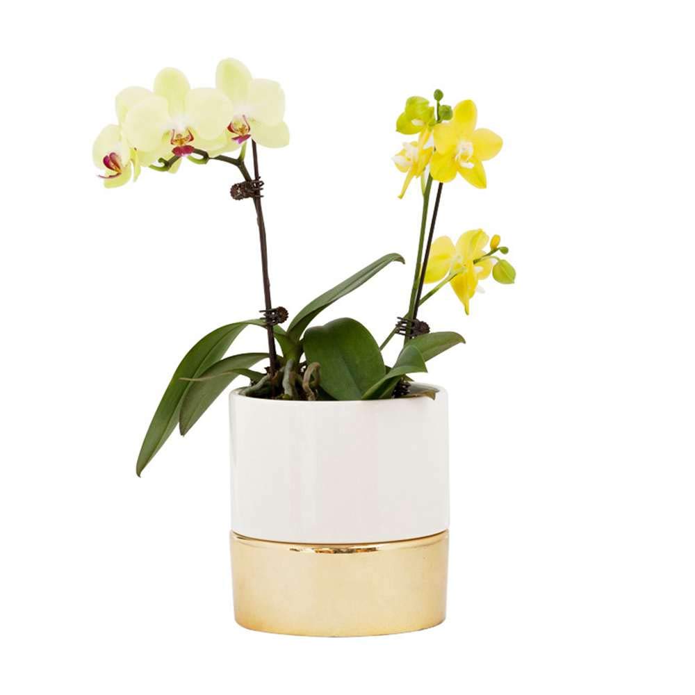 Orchid planter