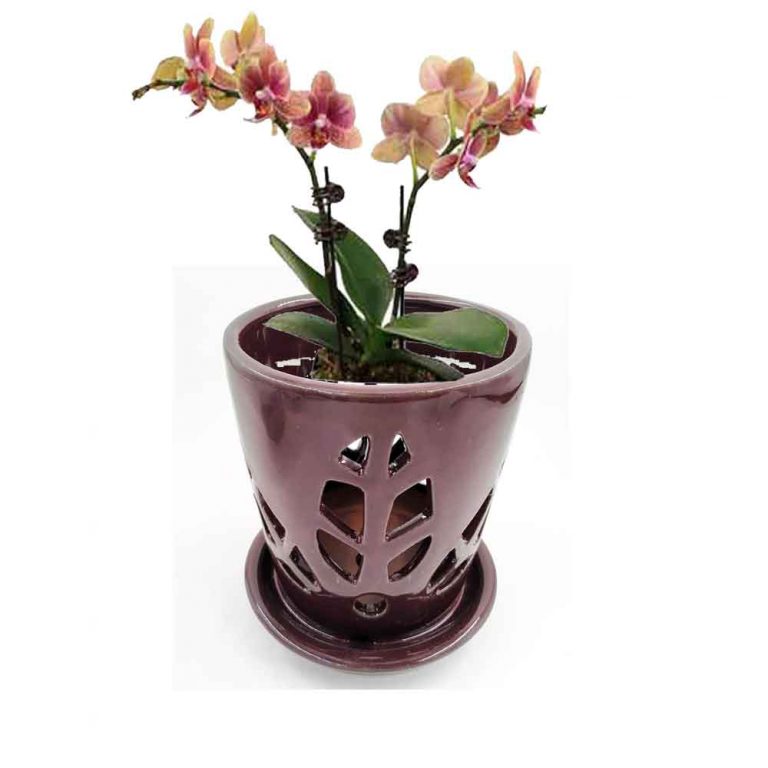 6 Best Pot For An Orchid 2020 Buyers Guide 4911