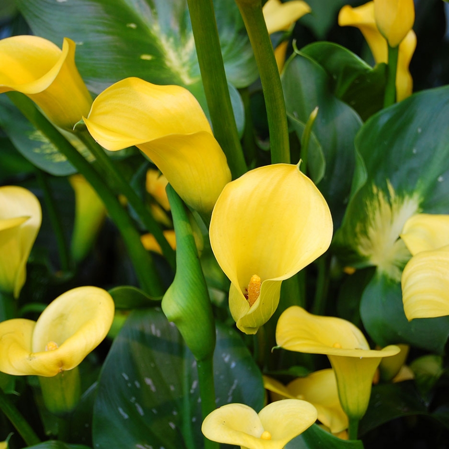 Can you plant calla lilies outside Idea | chocmales