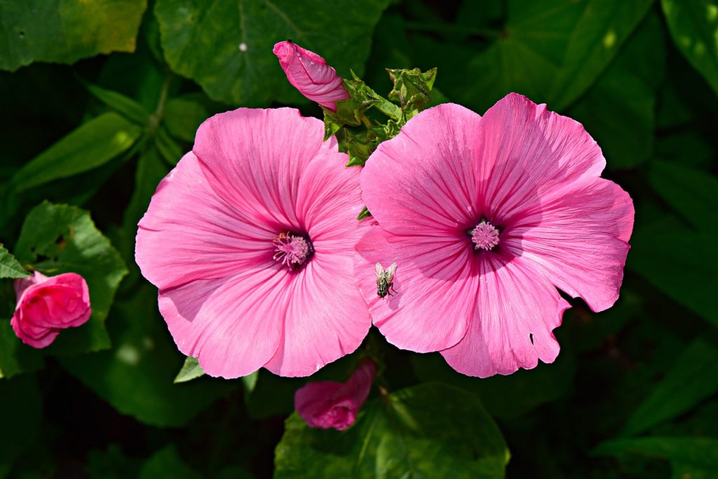 9 Best Fertilizer for Hibiscus 2020 Best Sellers Best