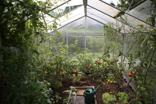 You are currently viewing Best Palram Greenhouse in 2022: 5 Affordable Options